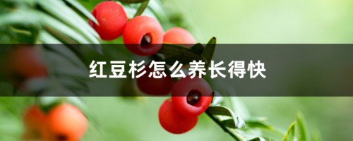 红豆杉怎么养长得快