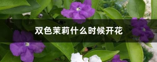 双色茉莉什么时候开花