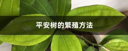 平安树的繁殖方法