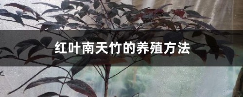 红叶南天竹的养殖方法