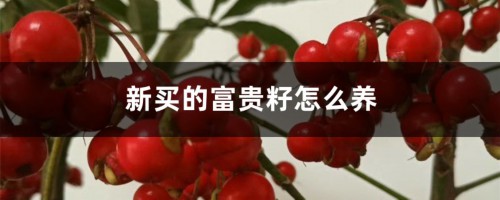 新买的富贵籽怎么养