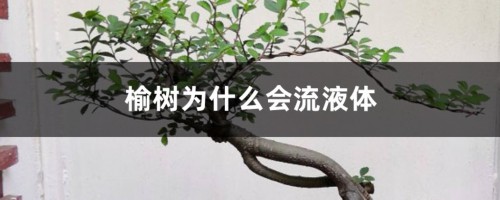 榆树腐烂流液体，伤口流液怎么处理