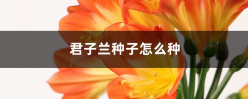 君子兰种子怎么种，君子兰种植方法