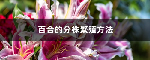 百合的分株繁殖方法