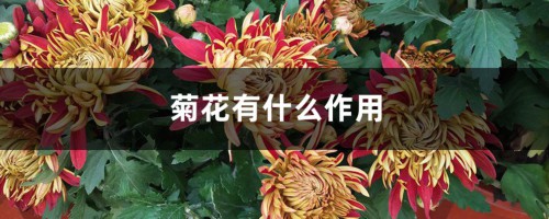 菊花有什么作用