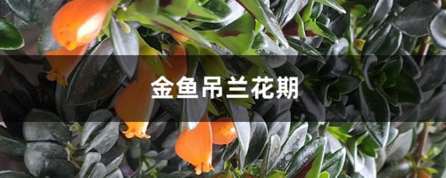 金鱼吊兰花期多长时间，一年开几次花