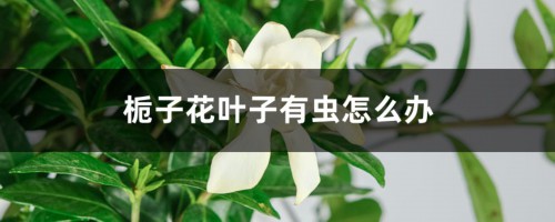 栀子花叶子有虫怎么办