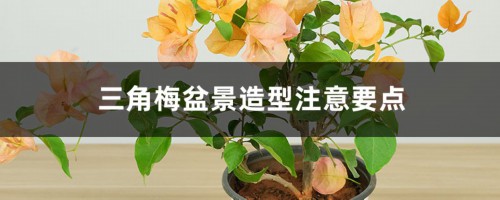 三角梅盆景造型注意要点