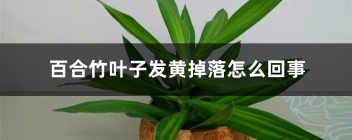 百合竹叶子发黄掉落怎么回事，怎么办