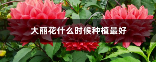 大丽花什么时候种植最好，怎么种植