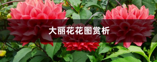 大丽花花图赏析