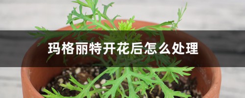 玛格丽特开花后怎么处理