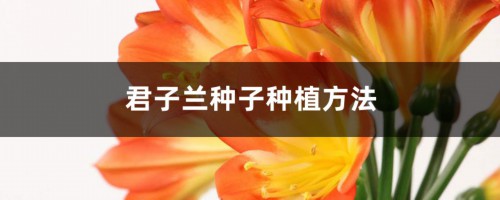 君子兰种子种植方法