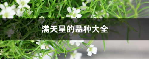 满天星的品种大全