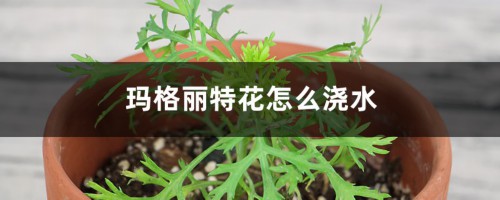 玛格丽特花怎么浇水