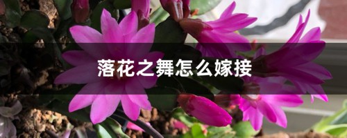 落花之舞怎么嫁接