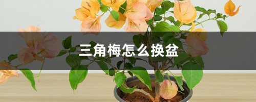 三角梅怎么换盆