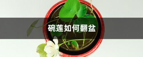 碗莲如何翻盆